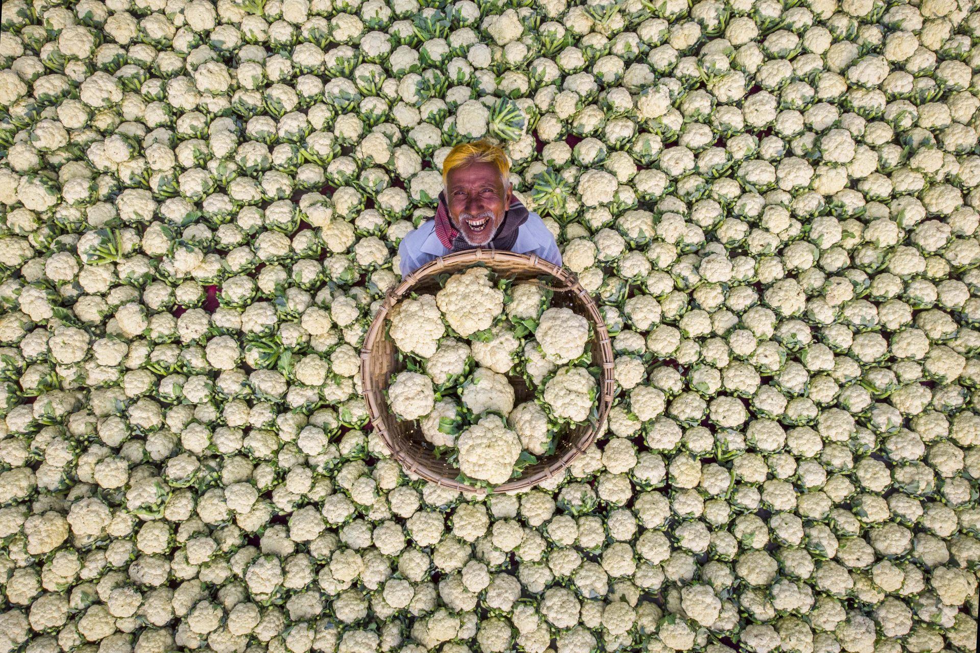 choux fleurs