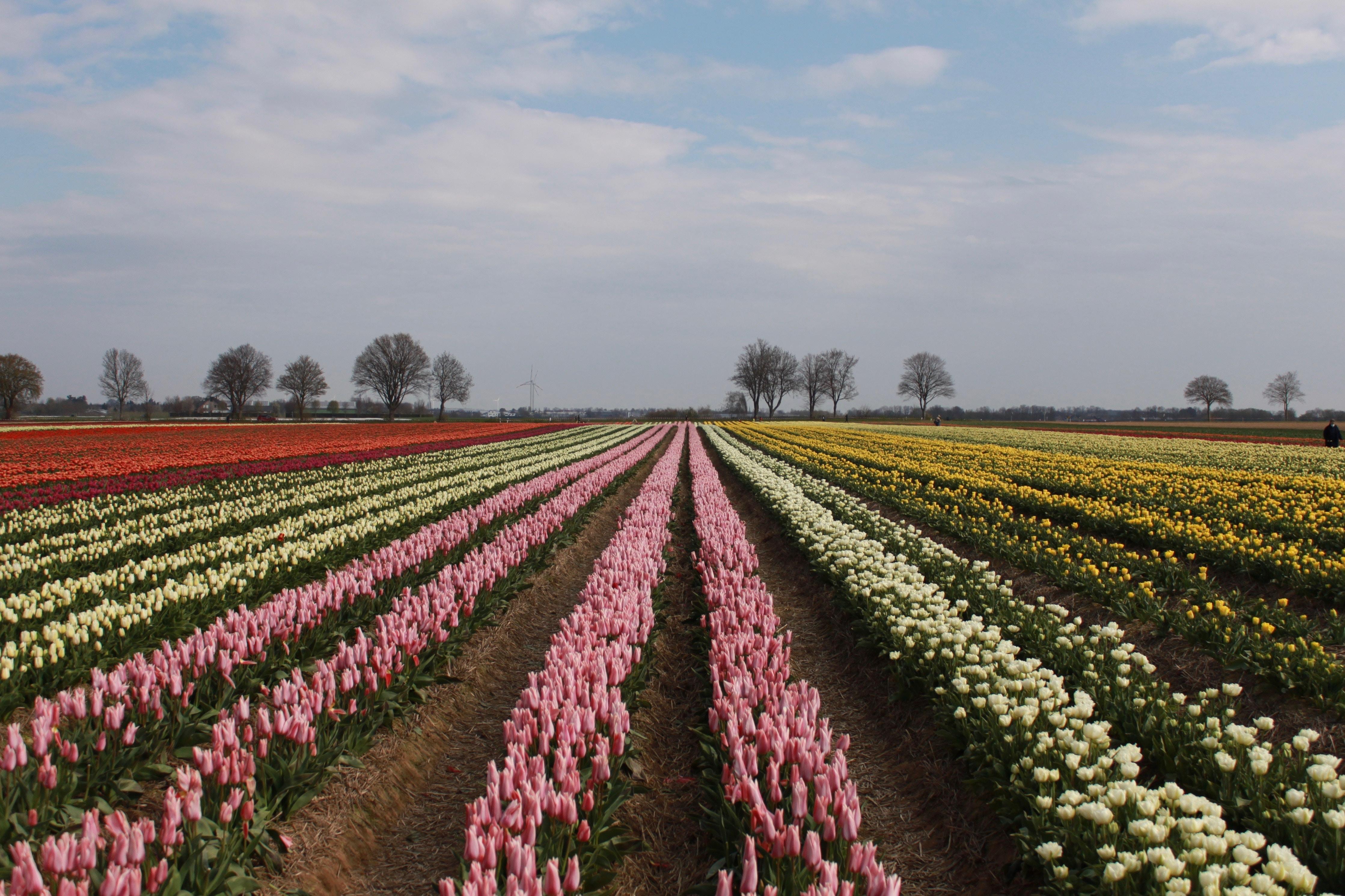 Un champ de tulipes au printemps, aux Pays-Bas